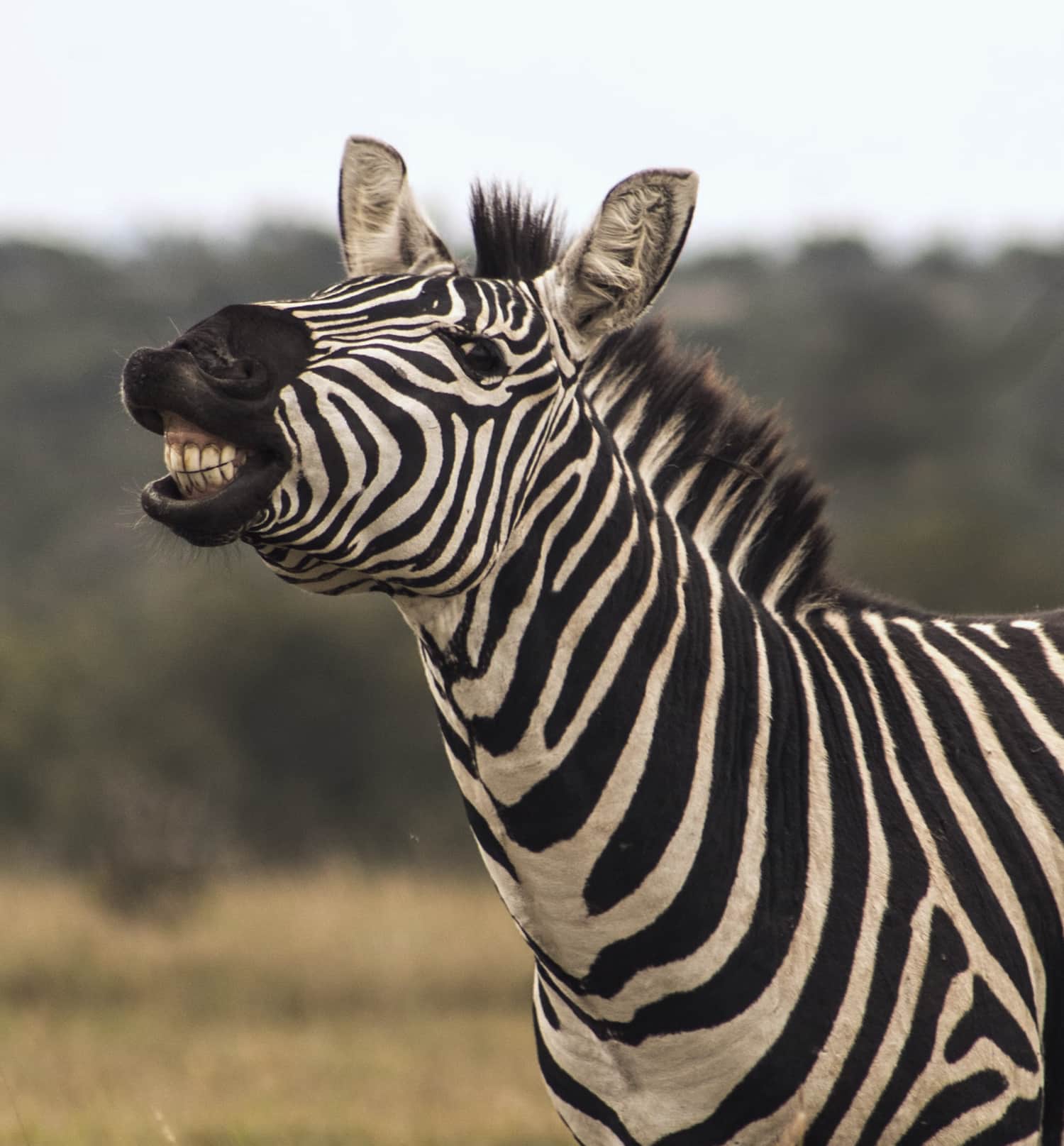 A smiling zebra